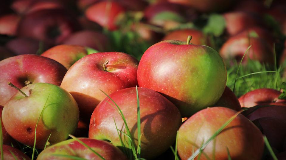 produkcja jabłek sadownicy